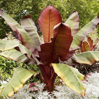 Ensete ventricosum Maurelii - Red Abysinnian Banana