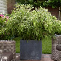 Fountain Bamboo Fargesia rufa