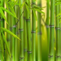 Green Bamboo Phyllostachys bissetti