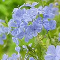 Plumbago capensis