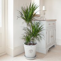 Dracaena Marginata 3 stem