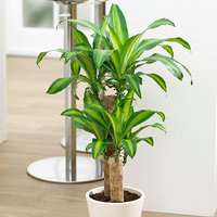 Dragon Tree Dracaena fragrans Yellow Coast