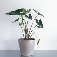 Alocasia Zebrina