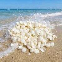 25pcs Sea Shells for Decorating,Tiny Seashells for Crafting Natural Scallop Shells for Crafts, Home Decor Vase Fillers White