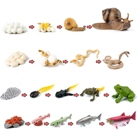 AliExpress Montessori Animal Life Cycle Board Children Toy Teaching Aids Plant Growth Cycle Model Set preschool cognitive Early education