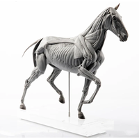 EVOLABORATORY Horse Muscle Anatomy Model Educational Scene Art Decoration Collection Birthday Gift For Adults Realistic Toy