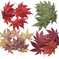 4-5cm/12&24PC Real Natural Dried Pressed Flowers Maple Leaf,Decorative Dry Press Mini Autumn Leaves For Crafts,Resin Jewellery