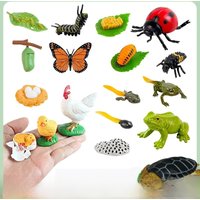 AliExpress NONE Animal Life Cycle Board Children Toys Montessori Teaching Aids Plant Animal Growth Cycle Model Set preschool cognitive Toys