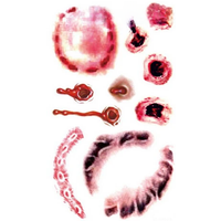 Waterproof Temporary tattoo sticker 3D bullet teeths bite marks wound Halloween Water Transfer fake tatto flash tatoo 10.5*6cm