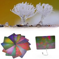 Macro Photography Background Card Multi-color Light Background Absorption Photography Ecological Macro Blur Material Creati O7G0
