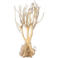 1pcs Natural Driftwood Aquarium Tree Tank Wood Tree Branch Freshwater Ornament Reptile Branches Terrarium Driftwood Tank Decor