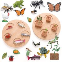 AliExpress NONE Animal Life Cycle Board Children Toys Montessori Teaching Aids Plant Animal Growth Cycle Model Set preschool cognitive Toys