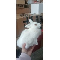Cute Small Rabbit Model 20cm Real Life Squatting Design Plastic with Furs Gift Idea for Home Decor And Collectibles