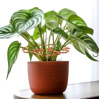 Plant Support Holder Corrosion Resistant Cute Leaf Shaped Plant Cages and Supports Suitable for Climbing Flowers
