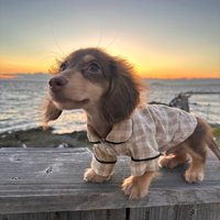 Summer Plaid Shirt 2-legged Dachshund Dog Clothes Brown Loungewear for Wiener Dog Jumpsuit Dog Costumes for Sausage