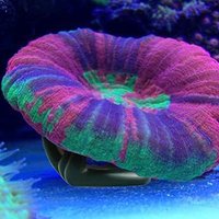 5Pcs Coral Rack Base Aquarium Coral Holder Fish Tank Supplies Black Stable Support Landscaping Decors Fish Tank Adornments