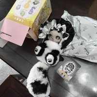 Hot Ornament Original Boboco Sweetheart Party Series Trendy Handmade Blind Box Plush Doll Cartoon Cute Girl Doll Toy Gift