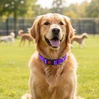 Adjustable Reflective Dog Collar Nylon Safety Buckle Pet Safety Collar Breathable Soft Pet Neck Strap Walking The Dog