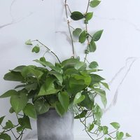10pcs-Home Garden Plant Climbing Wall Fixture Clips Rattan Vine Fixer Self-Adhesive Plant Climbing Wall Fixed Buckle Hook