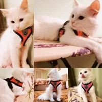 Adjustable pet harness with breathable mesh a perfect accessory for outdoor activities and pet interaction