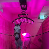 700W Horse Solarium Equine Red Light Therapy Bar Device for Horses Pain Relief Dimmer Timer Remote Control