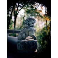 50mm F1.8 lens swirly bokeh effect filters Double-Gauss prime lens Sparkling facula plant flower soft dreamy backgrounds prop