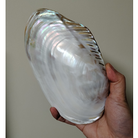 20-22CM Huge Polished Oyster Shell, Natural Mussel Shell For DIY Craft Decor Brand Desktop Ornament Photo Prop Themed Party Gift