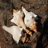 Decorative Conch Shell for Aquarium Fish Tank Home Decor Desktop Craft Beach Theme Vase Wreath Natural Seashell Landscape