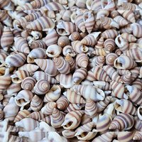 1Box Mini Sea Shells, Tiny Beach Shells,Seasnail For hobby, gift or decoration Art Crafts Projects Fish Tank Vase Fill
