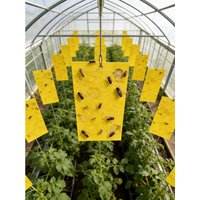 10Sheet Fly Trap for Home Kitchen, Effective Fly Catching Board, Insect Killer Sticker, Fruit Fly Nemesis