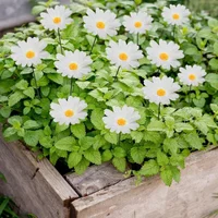 10pcs Insertion Outdoor Garden Decoration Landscape Courtyard Villa Simulation Sunflower Flower Grass and Terrace Pile 2023