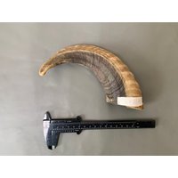 Sheep Sheep Horn Raw Materials, Authentic, Natural, Cornu, Hircus Raw Material, Qinghai Screw