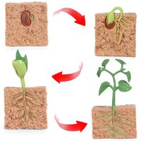 Seed Growth Model Montessori Educational Toys Plant Growth Process Cognition Montessori School Creative Early Education Toys