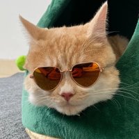 Professional Pet Cosplay Glasses Non-Slip Cat Dog Sunglasses Small Puppy Kitty Photo Props Cute Animal Eyewear Pet Accessories