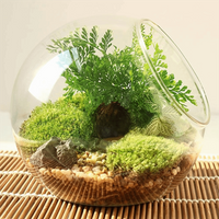 Oblique Clear Glass Ball Vase Transparent Clear Succulents Plant Container Borosilicate Glass 8/10/12/16cm Plant Terrarium