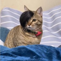 Pet Funny Decorative Wig Oblique Bangs Halloween Dress Up Headgear Pet Decorative Headgear