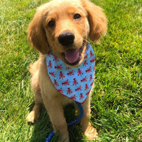 Pet Dog Bandana Outdoor Beach Triangular Scarf Cute Puppy Kerchief Summer Holiday Pet Accessories For Small Medium Large Dogs