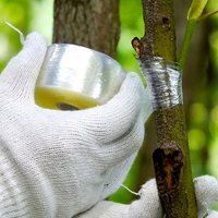 200m Length Eco-Friendly Biodegradable Grafting Tape Graft Membrane Gardening Bind Belt PE Grafting Tape Garden Grafting Supply
