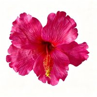 Artificial Flower Hibiscus Flower Hair Clip Do Not Hurt Hair Bohemia Style Hearwear Bangs Hairpin Summer