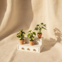 Miniature Taro Turtle Back Artificial Green Plant Potted Decor for Dollhouse Home Indoor Scene Arrangement