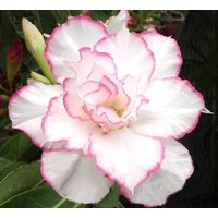 Adenium/Shamomeigui *(one ID one random gift " Sticker or other " )