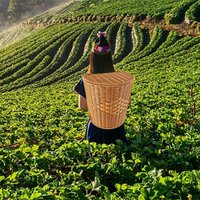 PP Rustic Basket Backpack with Lid Tea Leaves Picking Basket Accessories