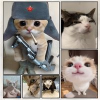 Poster Superior Home Space Pub Indoor Decorative Art & Home Decor cat meme