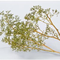 Realistic Sea Foam Tree Model Thorny Quinoa Trees Vegetation For DIY Military Wargame/Railway/Micro Landscape Diorama 1 Box
