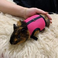Summer Guinea Pig Hamster Ferret Leash Breathable Mesh Rabbit Pet Harness Bunny Accessories for Cats Cosas Para Animales Reales