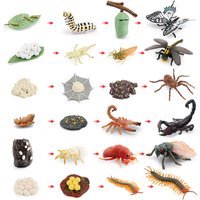 Realistic Life Cycle Toys Luna Moth Scorpion Bee Spider Stag Beetle Dragonfly Montessori Figurine Educational Biology Toys