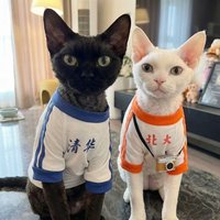 College Style Short-Sleeve Tops for Devon Rex Hairless Cats, Skin-Friendly Breathable Summer Anti-Shedding Clothes