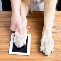 1Pcs Pet Paw Print Commemorative Ink Pad Dog Cat Pet Owner Keepsake DIY Inkless Handprints Pet Pawprint Impression Making Kit
