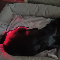 Veterinary use Red light LED therapy physiotherapy equipment for Pet dog pain relief pain reduce