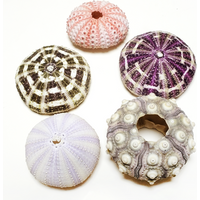Assorted Natural Sea Urchins Colorful Urchin Shells for Air Plants,Craft and Decorations DIY Crafts
